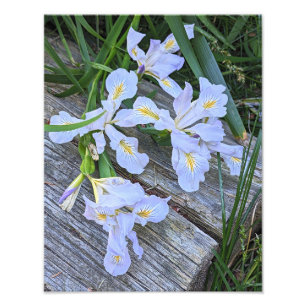 Pale Purple Iris Flowers Photo Print