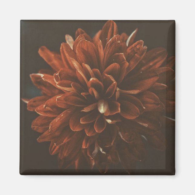 Pale Red Chrysanthemum Flower Magnet (Front)