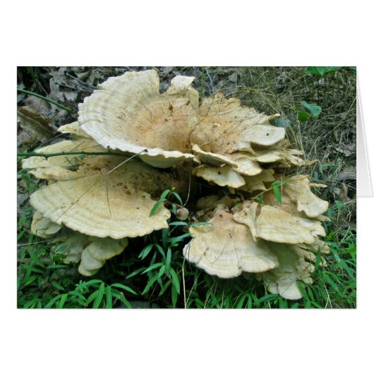 Pale Shelf Fungus Coordinating Items Cards (Front Horizontal)