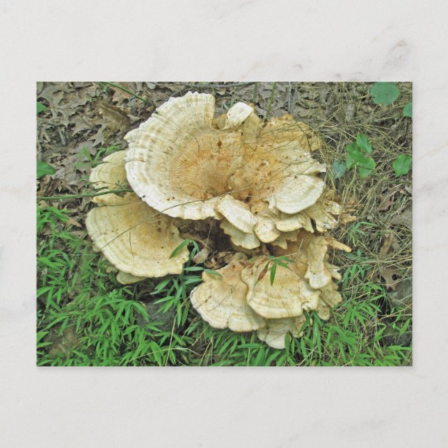 Pale Shelf Fungus Coordinating Items Postcard (Front)