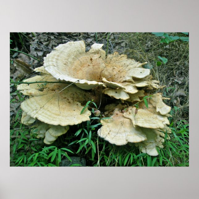 Pale Shelf Fungus Coordinating Items Poster (Front)