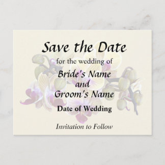 Pale Yellow and Magenta Phalaenopsis Orchids Announcement Postcard