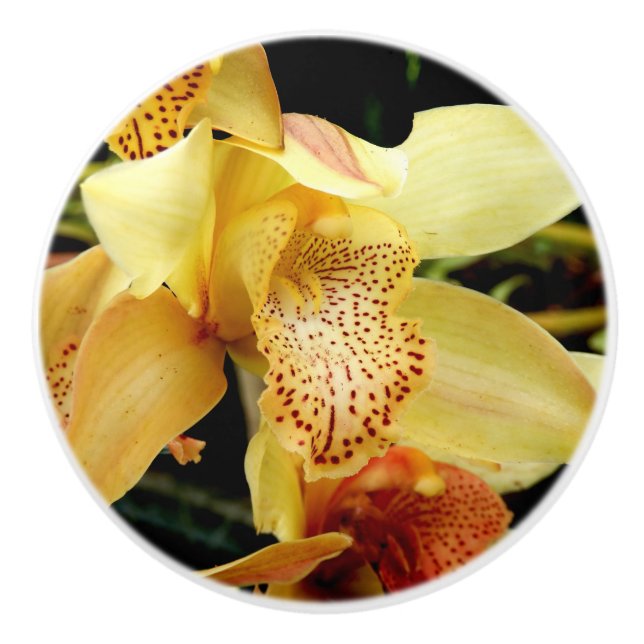 Pale Yellow Cymbidium Orchid Ceramic Knob (Front)