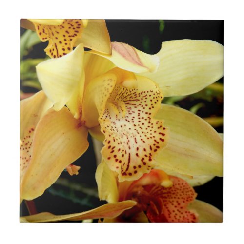 Pale Yellow Cymbidium Orchid Ceramic Tile