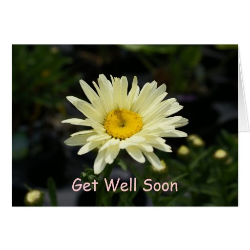 Pale Yellow Daisy, Get Well Soon Greeting Cards | Zazzle