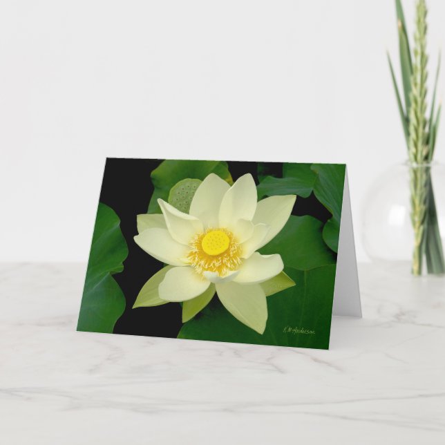 Pale yellow floating waterlily card (Front)