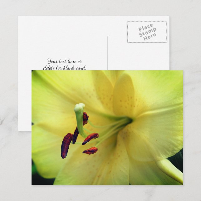 Pale Yellow Lily Flower Photography  Postcard (Front/Back)