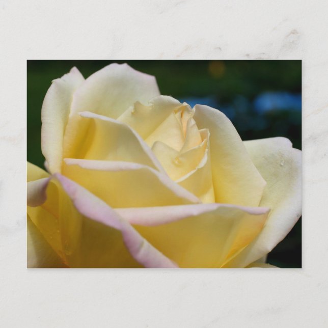 Pale Yellow Rose Flower Postcard (Front)