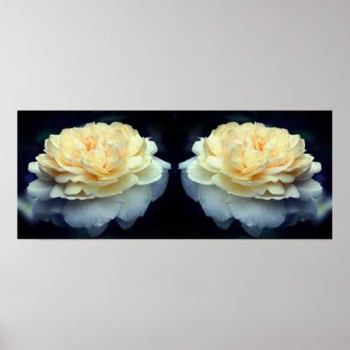 Pale Yellow Rose In Bloom Mirror Abstract Poster