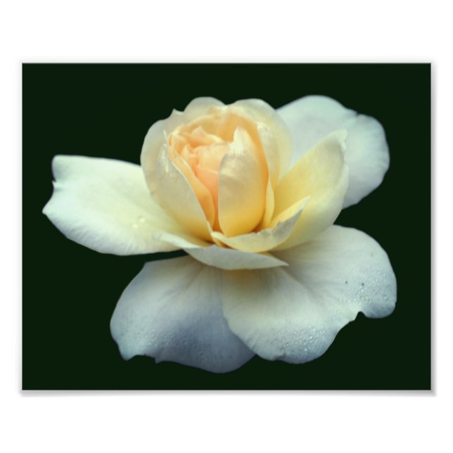 Pale Yellow Rose Petals With Dew Drops 8x10 Photo Print (Front)