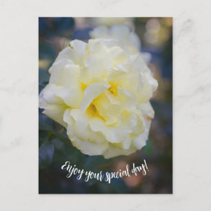 Pale yellow rose postcard