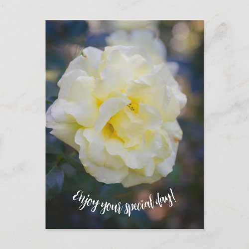 Pale yellow rose postcard