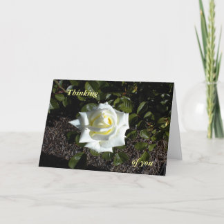 Pale Yellow Rose: Thinking, of you Card
