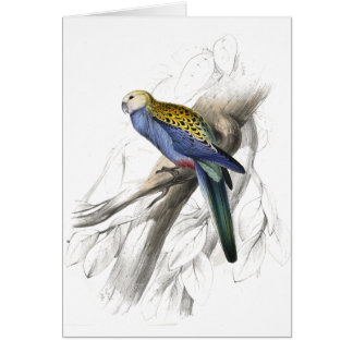 Paleheaded Parrakeet by Edward Lear Cards