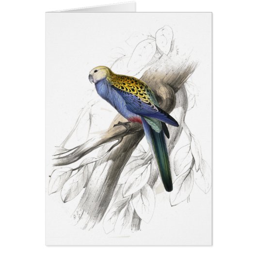 Paleheaded Parrakeet by Edward Lear Cards (Front)