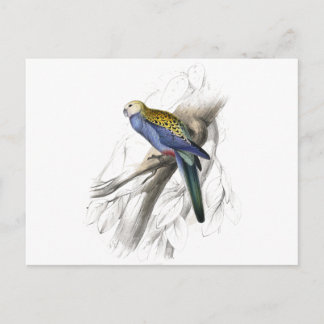 Paleheaded Parrakeet by Edward Lear Postcard