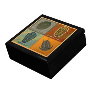 "Paleo-chic" Four Fossil Trilobites Dark Gift Box