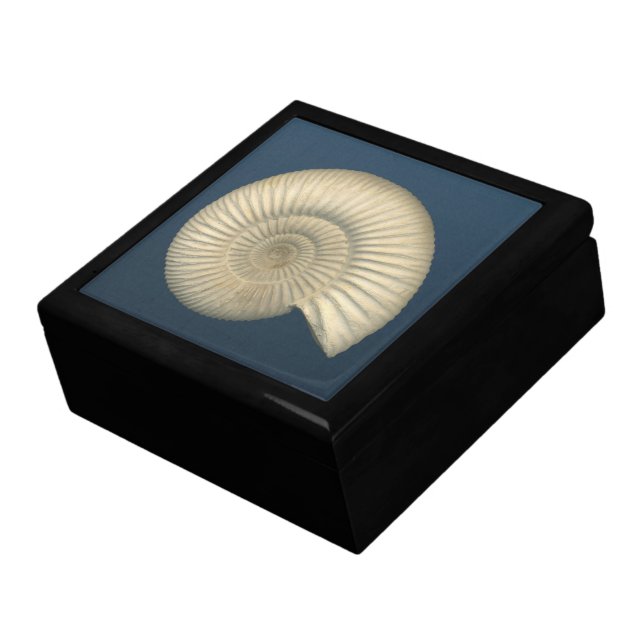 "Paleo-chic" Perisphinctes Ammonite Keepsake Box (Side)