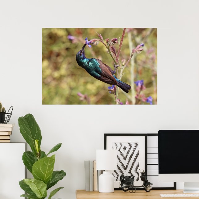 Palestine Sunbird, National Bird Wildlife Poster (Home Office)