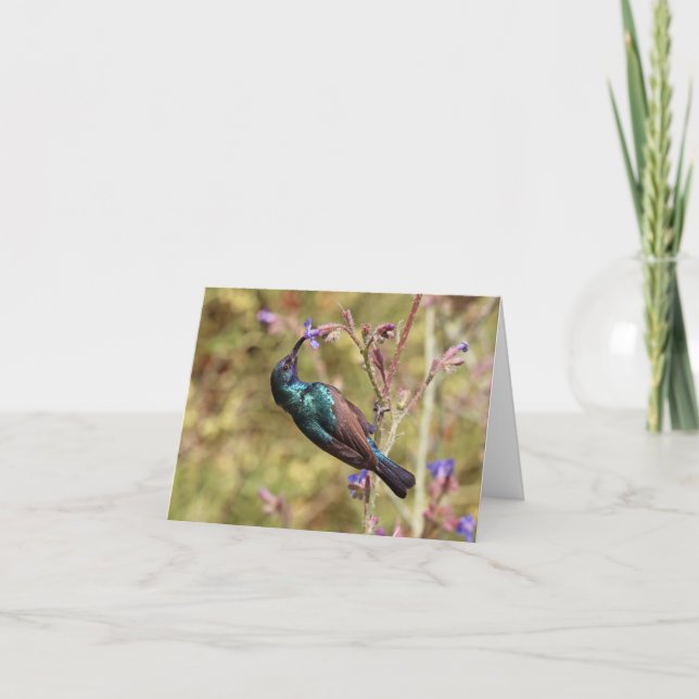 Palestine Sunbird, National Bird Wildlife Poster Card (Front)