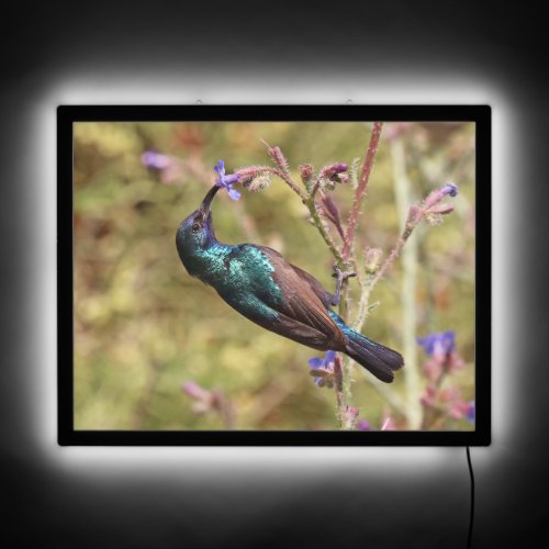 Palestine Sunbird National Bird Wildlife Poster LED Sign