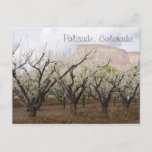 Palisade, Colorado Postcard at Zazzle