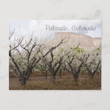 Palisade, Colorado Postcard