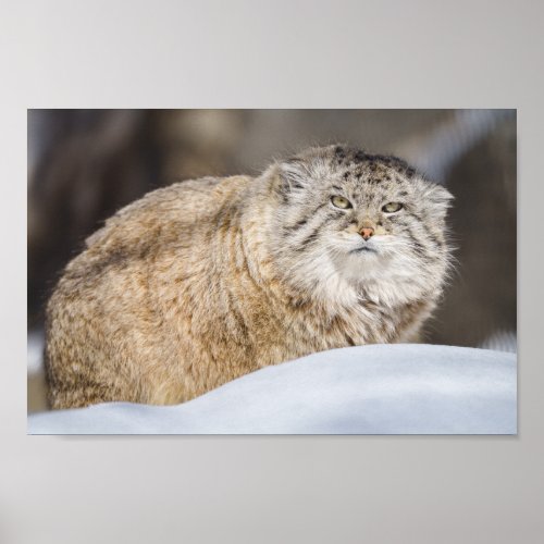 Pallas Cat In The Snow Poster