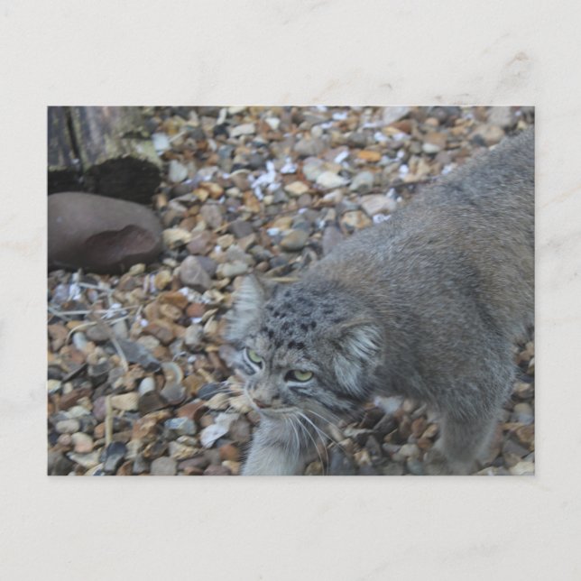Pallas Cat (Manul) Zoo Photography Postcard (Front)