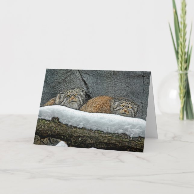 Pallas Cats Snow Holiday Greeting Card (Front)