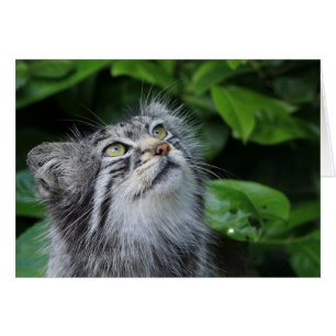 Pallas's cat cards