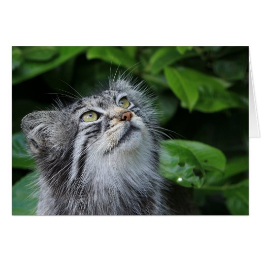 Pallas's cat cards (Front Horizontal)