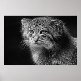 Pallas's cat portrait poster