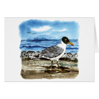 Pallas's gull cards