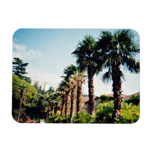 Palm alley of the Nikitsky Botanical Garden in the Magnet