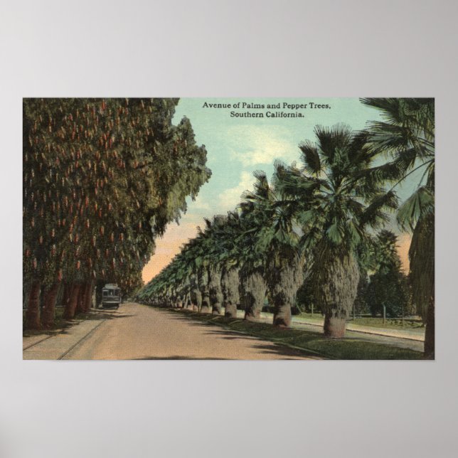 Palm and Pepper Trees Alongside Avenue Poster (Front)