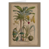 Palm Antique Tropical Fruit Botanical Art (Front)