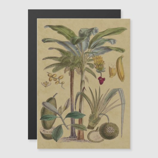 Palm Antique Tropical Fruit Botanical Art (Front/Back)