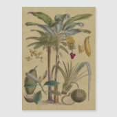 Palm Antique Tropical Fruit Botanical Art (Front)