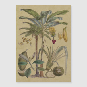 Palm Antique Tropical Fruit Botanical Art