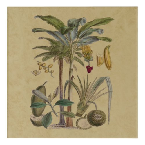 Palm Antique Tropical Fruit Botanical Art