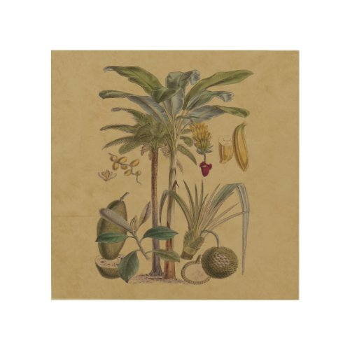 Palm Antique Tropical Fruit Botanical Art