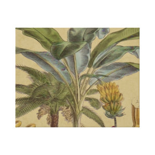 Palm Antique Tropical Fruit Botanical Art Canvas Print