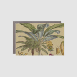 Palm Antique Tropical Fruit Botanical Art Car Magnet