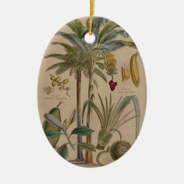 Palm Antique Tropical Fruit Botanical Art Ceramic Ornament (Front)
