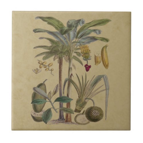 Palm Antique Tropical Fruit Botanical Art Ceramic Tile