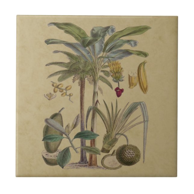 Palm Antique Tropical Fruit Botanical Art Ceramic Tile (Front)