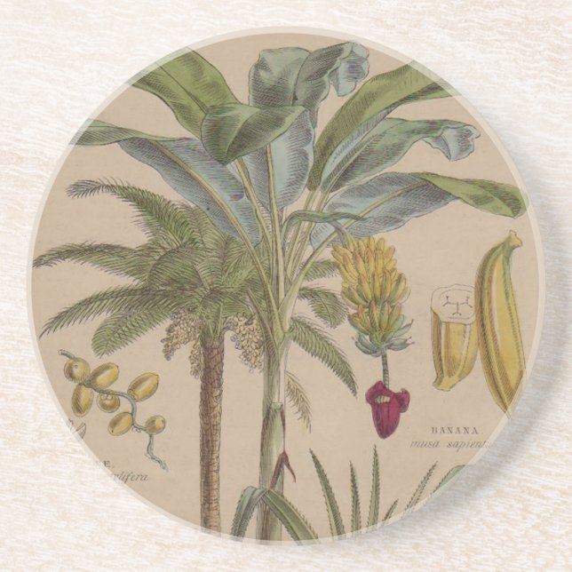 Palm Antique Tropical Fruit Botanical Art Coaster (Front)