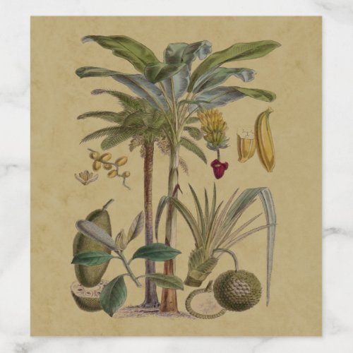 Palm Antique Tropical Fruit Botanical Art Envelope Liner