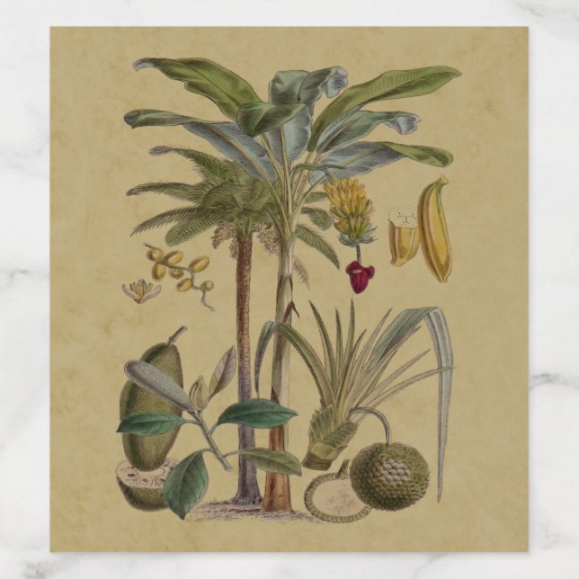 Palm Antique Tropical Fruit Botanical Art Envelope Liner (Design)